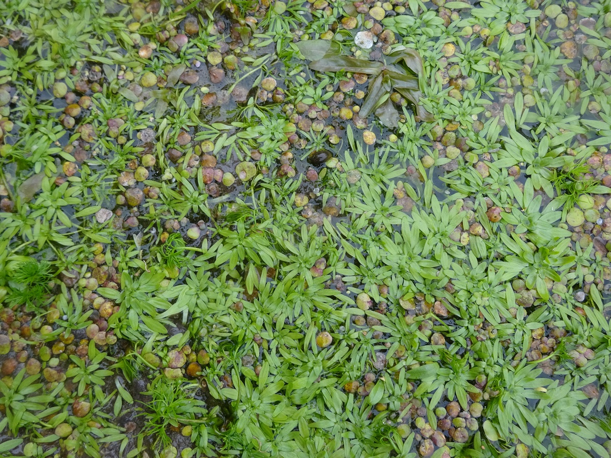Callitriche hamulata (Plantaginaceae)
